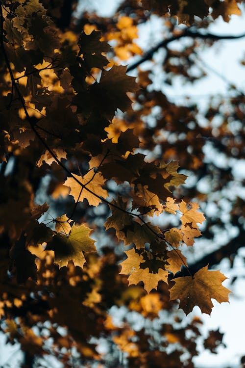 Foto stok gratis daun maple, merapatkan, pohon maple