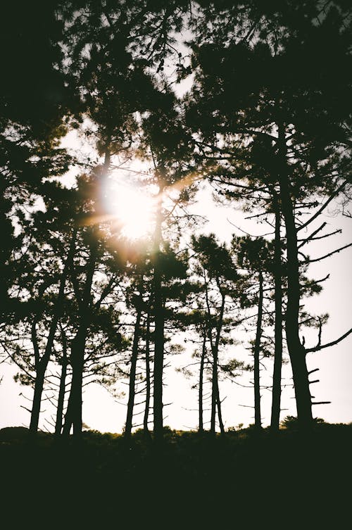 Free stock photo of sunrise, trees