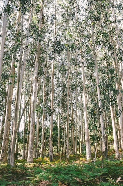 Free stock photo of nature, trees