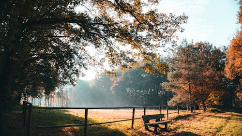 Brown Wooden Bench on Green Grass Field Surrounded by Trees