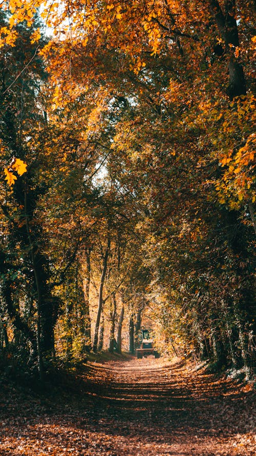 Free Autumn Trees Stock Photo