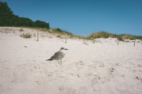 Free stock photo of nature, ocean, paradise