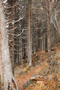 A tranquil forest scene in autumn, showcasing tall trees and a quiet path through the woods.