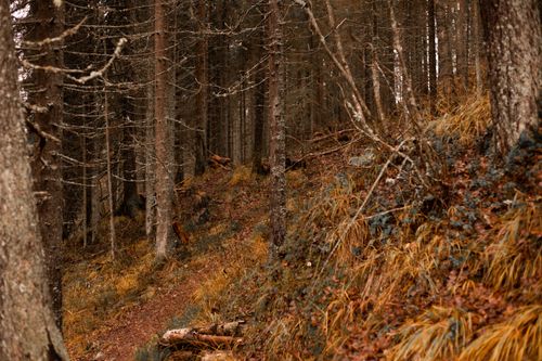 Free Explore the tranquil beauty of a sunlit autumn forest with a winding pathway. Stock Photo