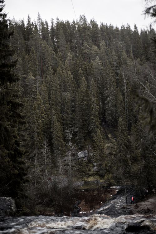 Free A peaceful forest scene featuring a river, evergreen trees, and lush greenery. Stock Photo