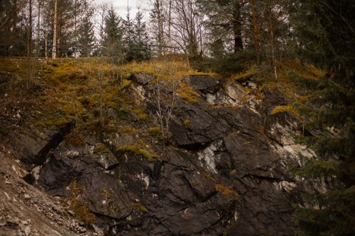 Free Rustic forest scene featuring rocky terrain, moss, and towering pine trees. Stock Photo