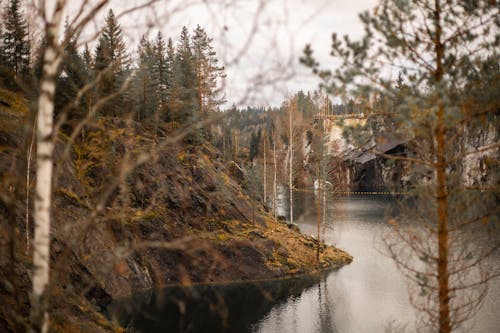 Gratis arkivbilde med årstid, eviggrønne trær, furutrær