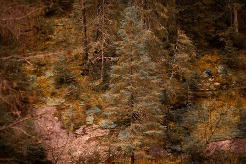 Free A tranquil autumn scene featuring towering evergreen trees in a forest setting. Stock Photo