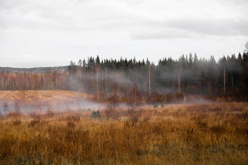 Fog Over an Autumnal Forest Field 