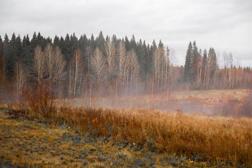 Free Fog Over an Autumnal Forest Field  Stock Photo