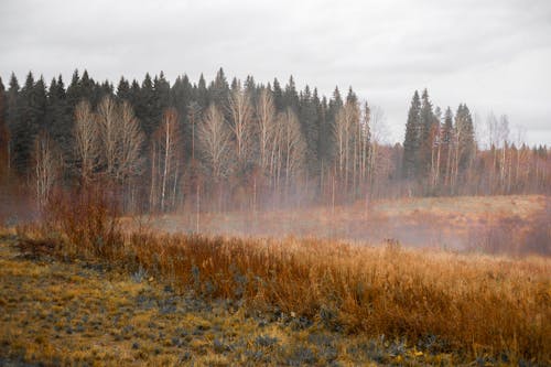 Бесплатное стоковое фото с деревья, лес, осень