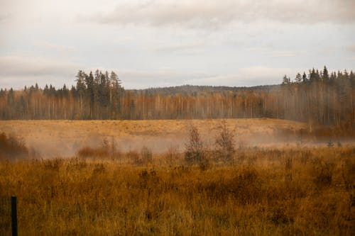 Photos gratuites de arbres, automne, beauté dans la nature