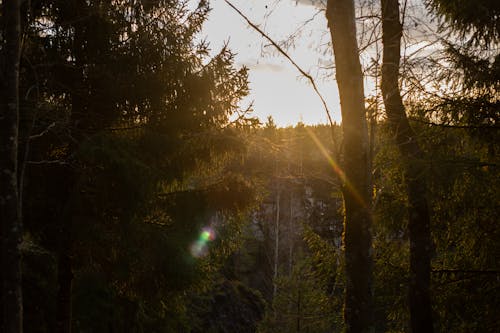 Foto d'estoc gratuïta de alba, arbres, bosc