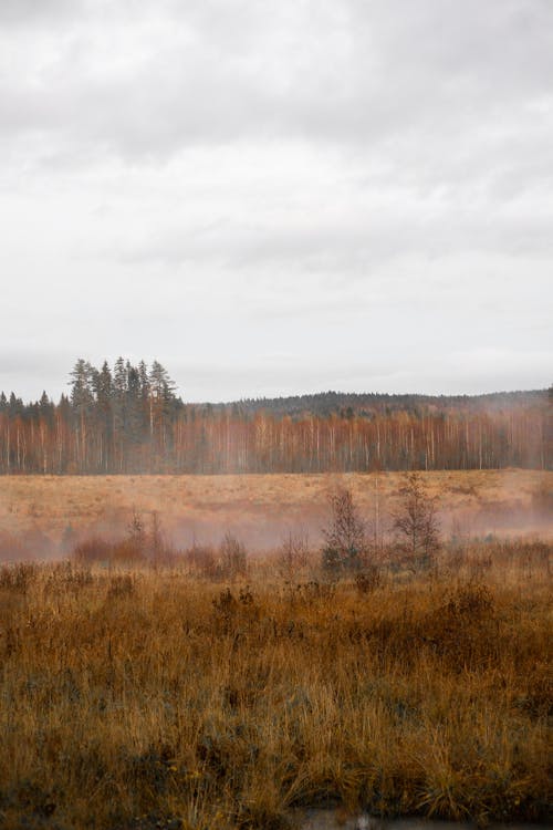 Brown Grass Field Under White Sky