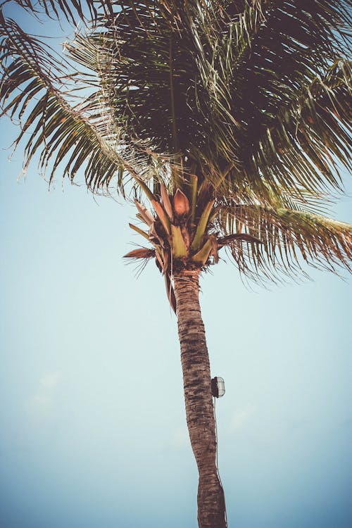 低角度摄影的棕榈树
