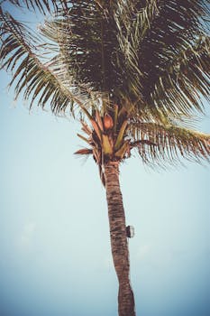 在明亮的蓝天映衬下，一棵孤独的椰子棕榈树让人想起热带的感觉