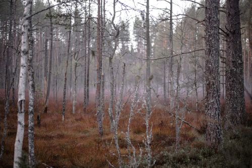 Free A peaceful misty pine forest scene at dawn, capturing tranquil natural beauty. Stock Photo
