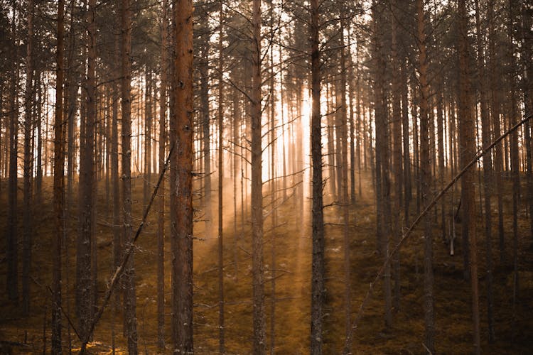 Sunlight Shines Through Trees