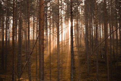 Free Sunlight streams through a tranquil forest creating a golden glow among the trees. Stock Photo