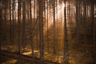 Sunlight Shines Into The Woods