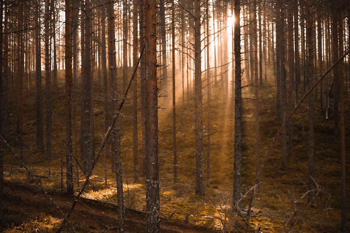 Sunlight Shines Into The Woods