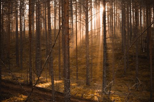 Free A serene forest scene with sunlight streaming through the trees, creating a calming glow. Stock Photo