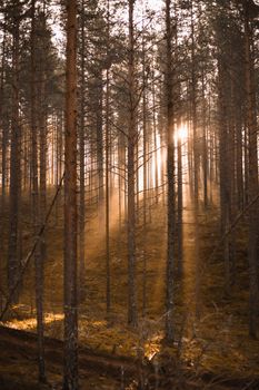 Warm sunlight filtering through tall forest trees creates a serene woodland atmosphere.