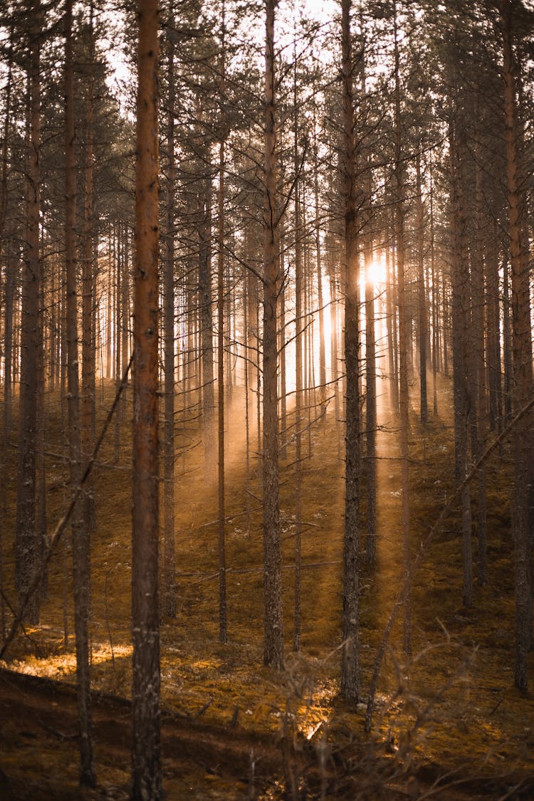 Sun Shining Through On Forest Trees