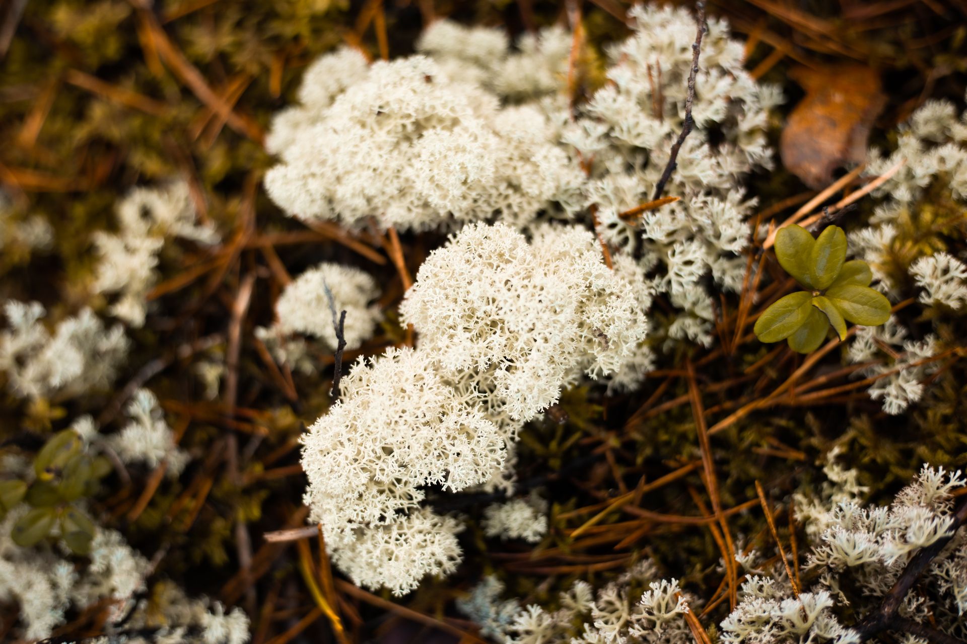 Close-up of Fungus on Grass