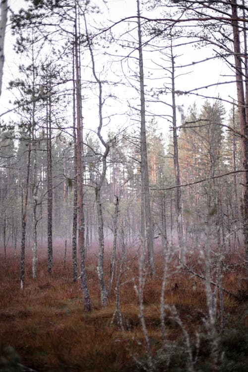 Gratis stockfoto met bladerloos, bomen, bossen