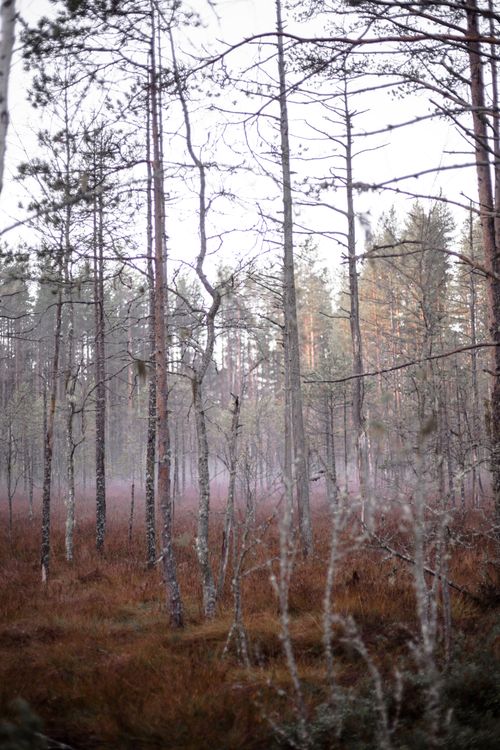 Free A serene misty landscape with leafless trees in an autumn forest. Stock Photo