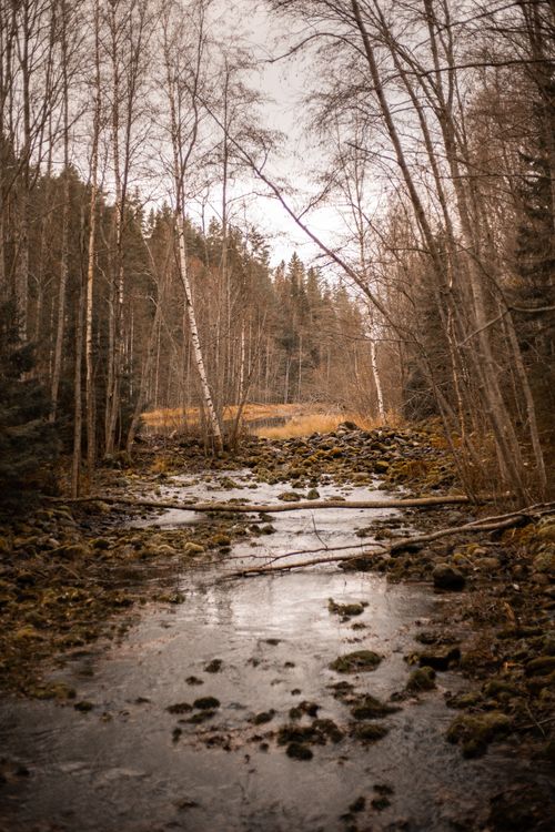 Free Serene forest stream with bare trees in autumn, reflecting tranquil nature beauty. Stock Photo