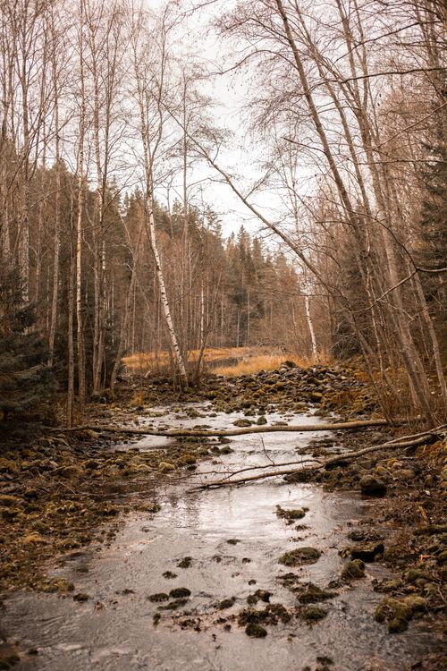 Free Tranquil stream flowing through an autumn forest landscape with bare trees and rocky terrain. Stock Photo