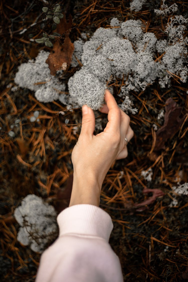 Female Hand Reaching For Fungi