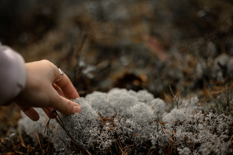 Hand Touching Moss