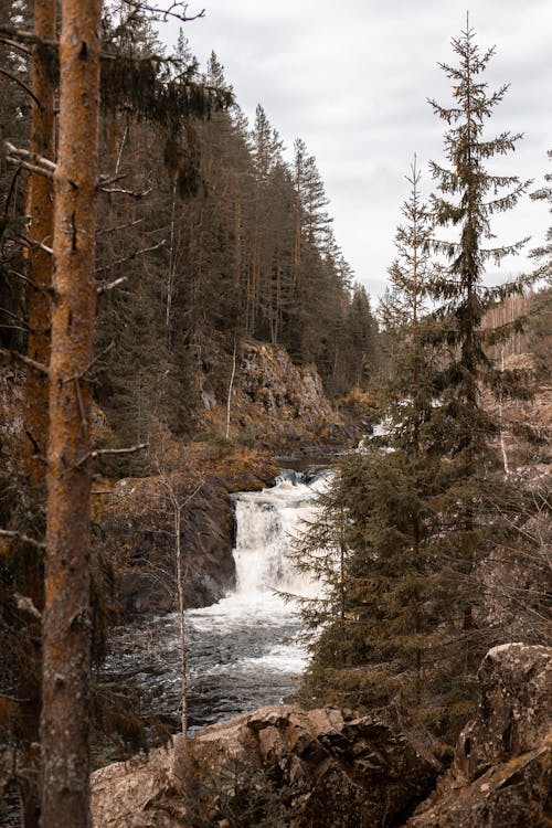 Kostnadsfri bild av barrträd, flod, landskap