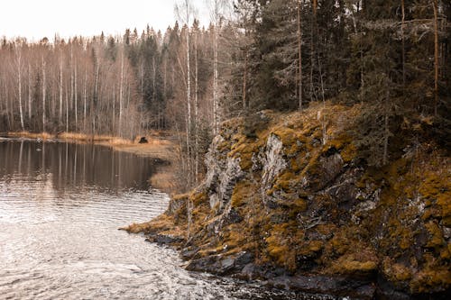 Foto stok gratis danau, format persegi, hutan