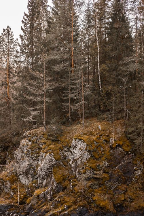 Free Explore a serene forest landscape featuring towering pine trees and rugged cliffs. Stock Photo