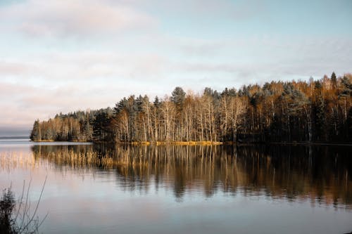 Darmowe zdjęcie z galerii z drzewa, krajobraz, natura