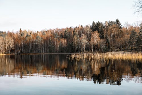 Foto profissional grátis de árvores, cênico, declínio