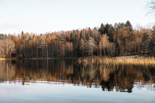 Free Peaceful autumn scene of a lake reflecting a forest of mixed trees Stock Photo