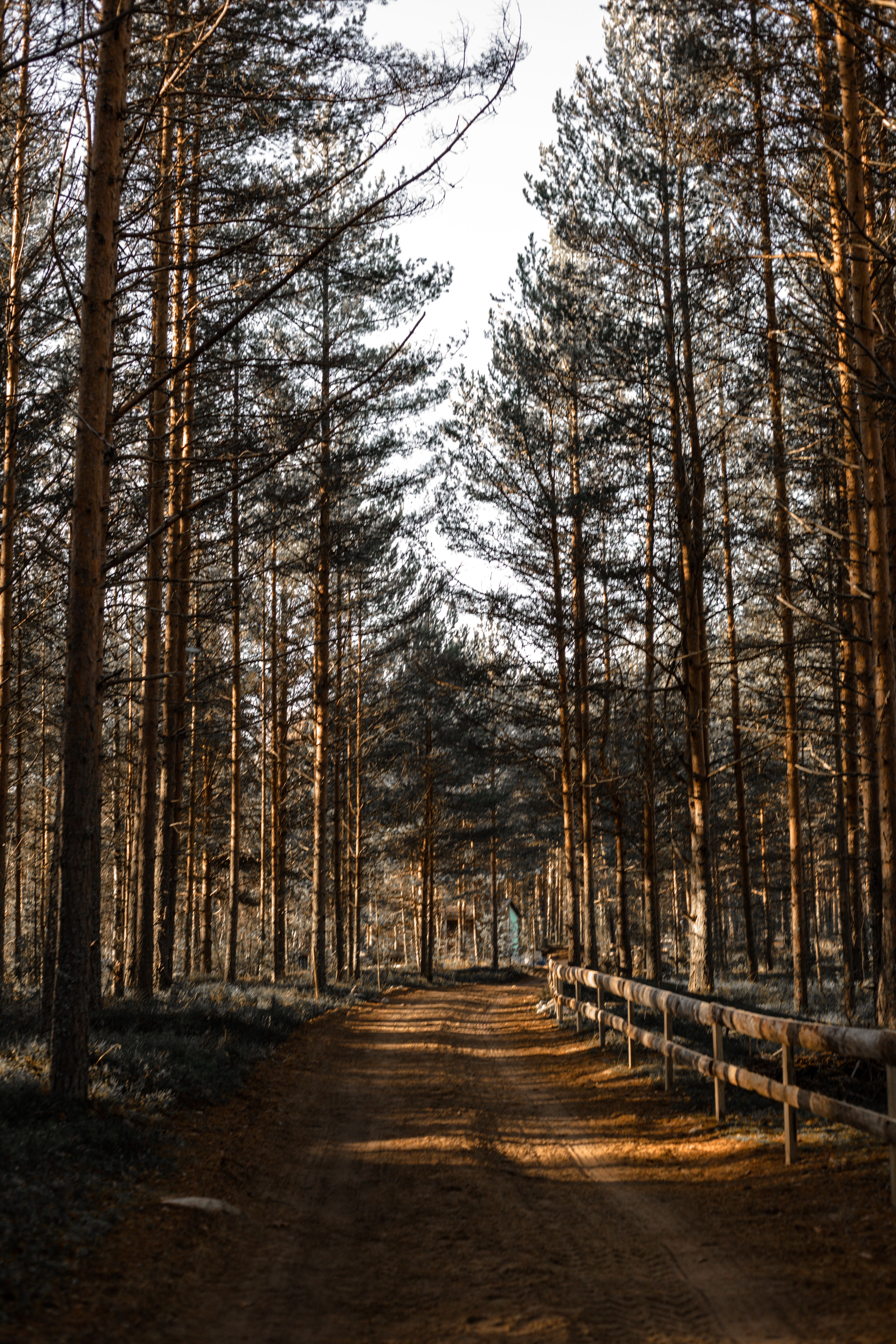 A Pathway Between Trees · Free Stock Photo