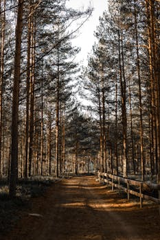 A tranquil forest pathway surrounded by towering pine trees and soft sunlight filtering through.