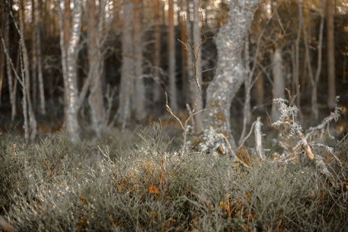 Free A tranquil forest scene capturing sunlight streaming through birch trees with lush greenery. Stock Photo