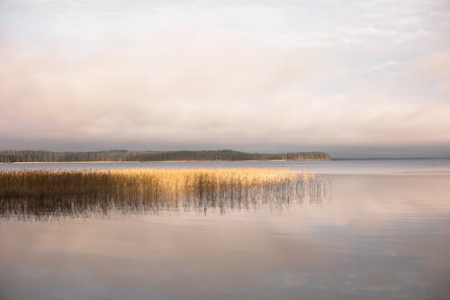 Kostnadsfri bild av flora, horisont, natur