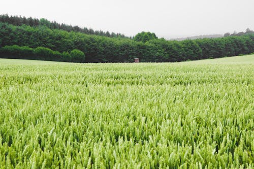бесплатная Поле зеленой травы с листьями Стоковое фото