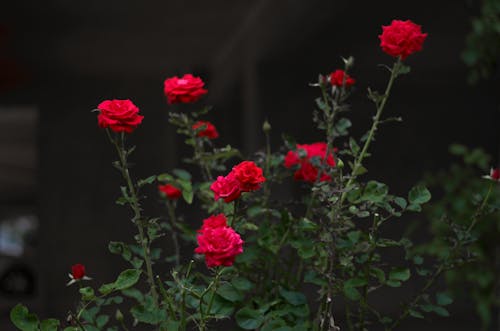 Free Red Roses in Bloom With Green Leaves Stock Photo