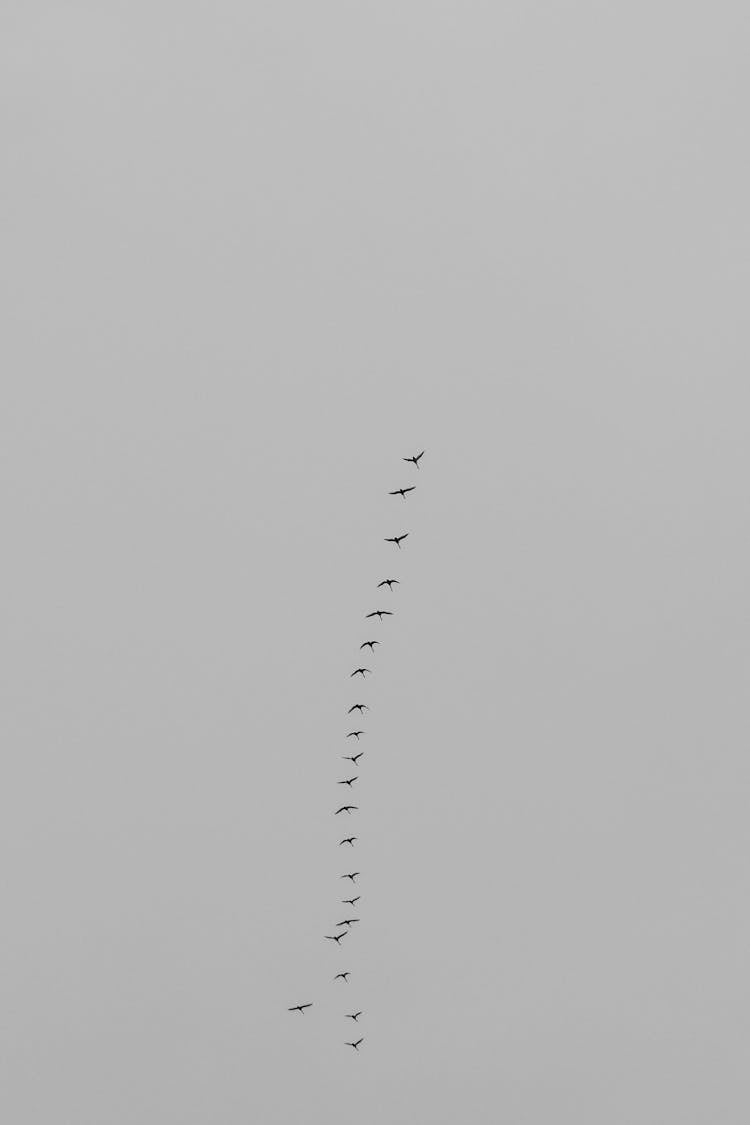 Flock Of Birds Flying In Formation