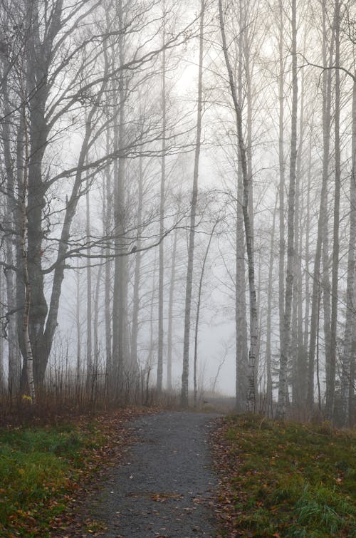 Gratis stockfoto met Bos, bosgebied, bossen