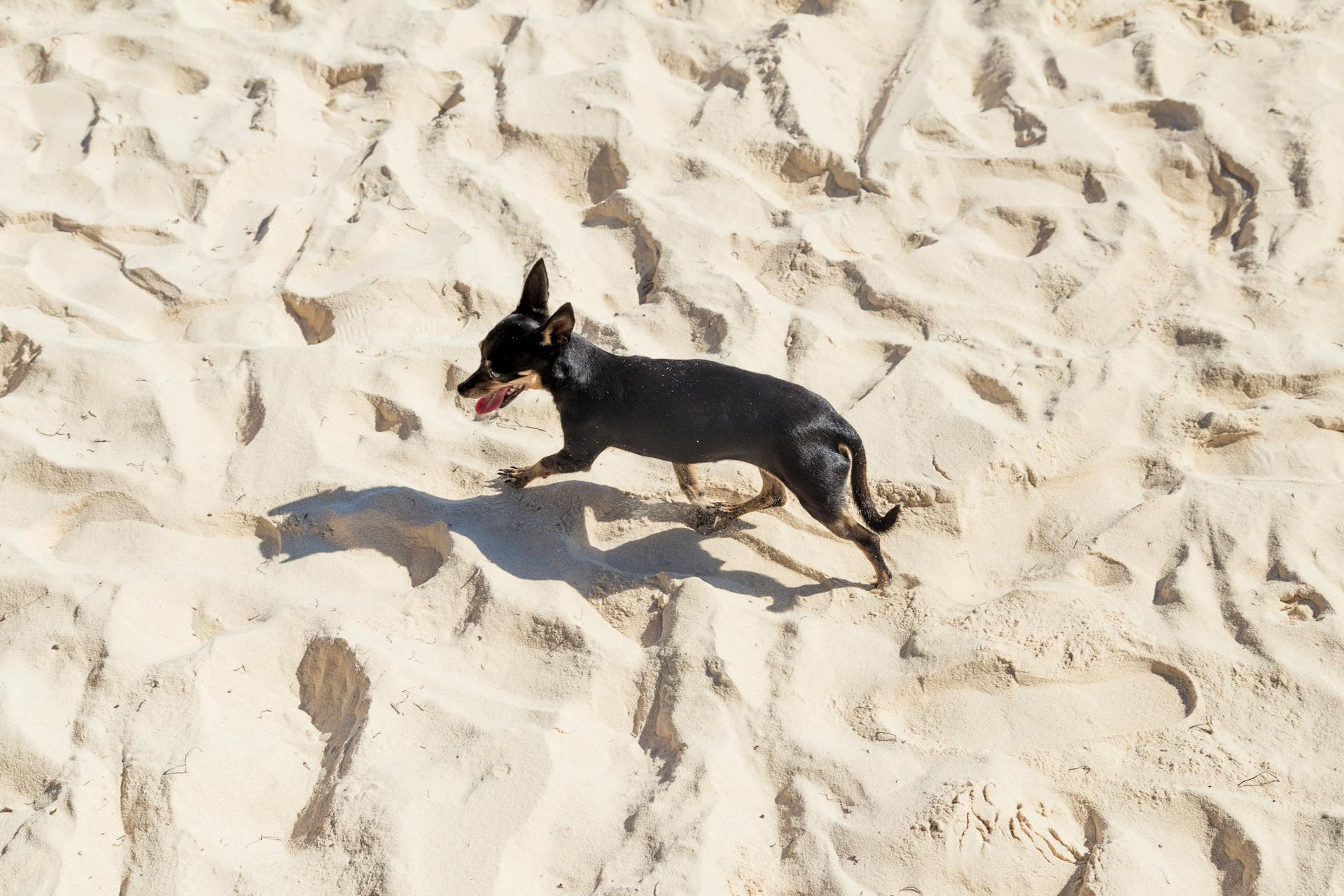 Black Chihuahua on Sand